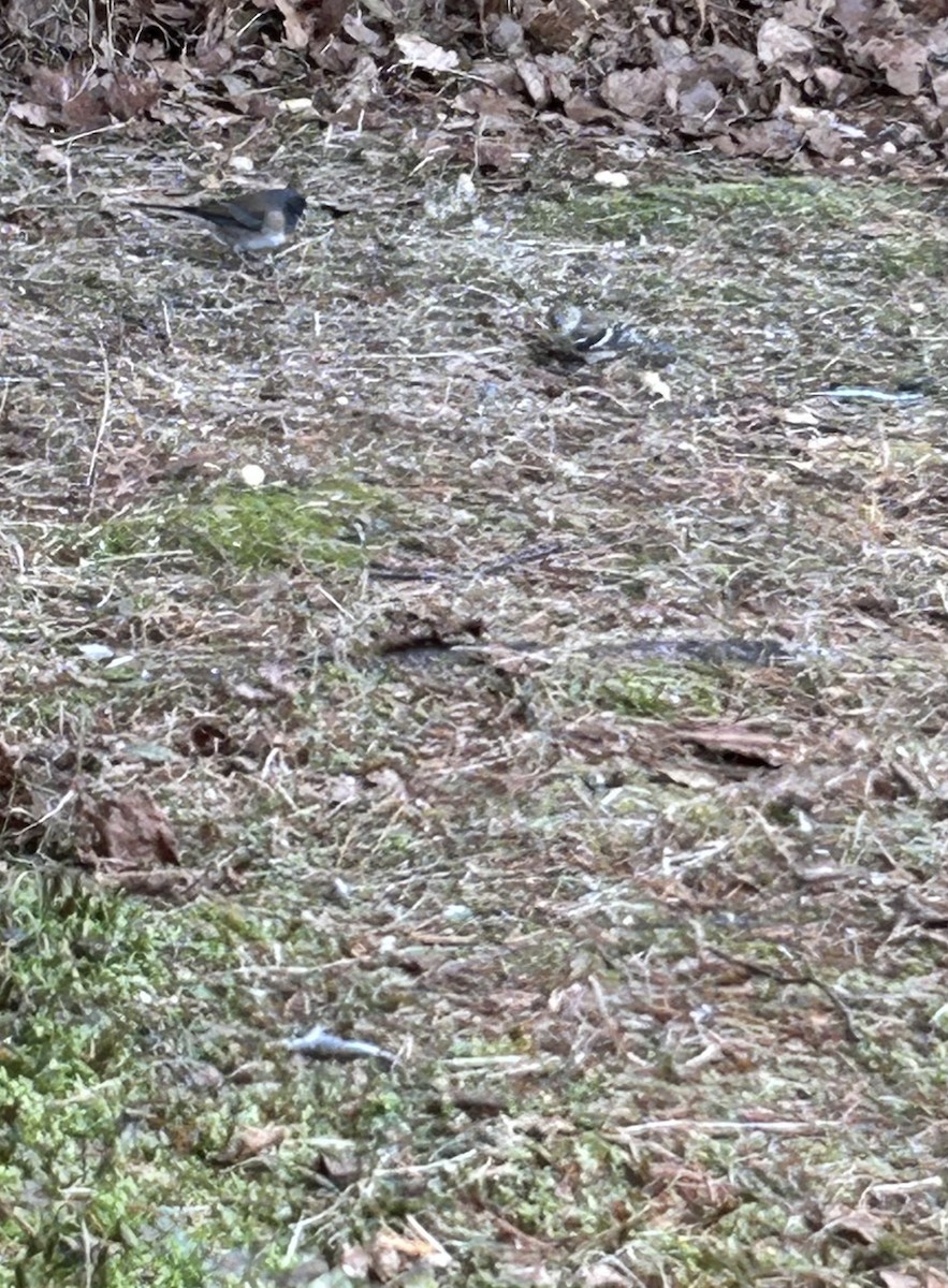 Dark-eyed Junco - ML645512572