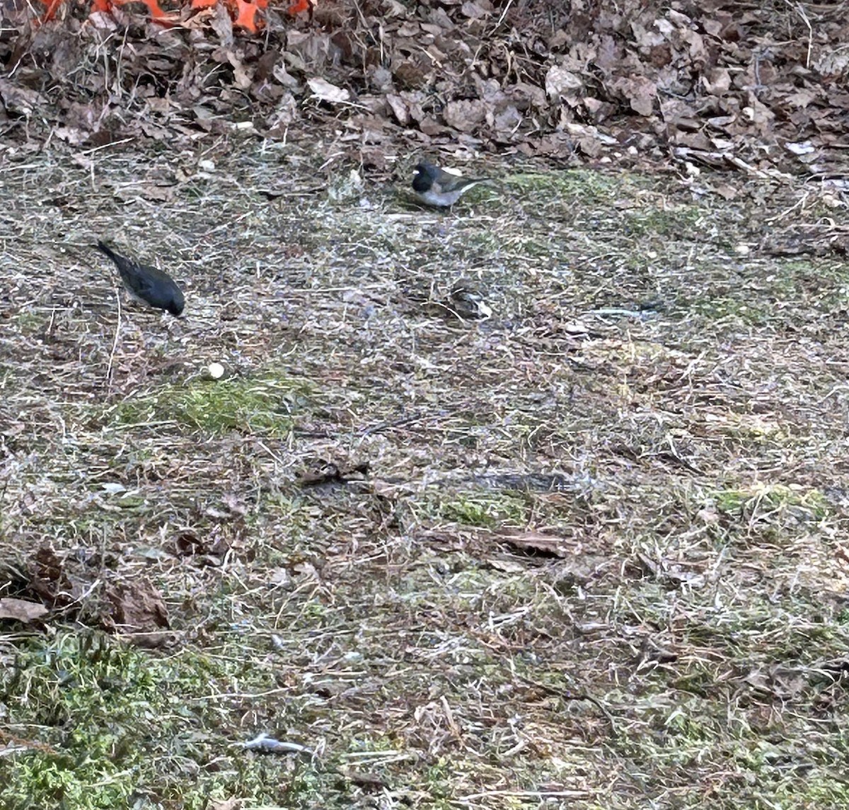 Dark-eyed Junco - ML645512573