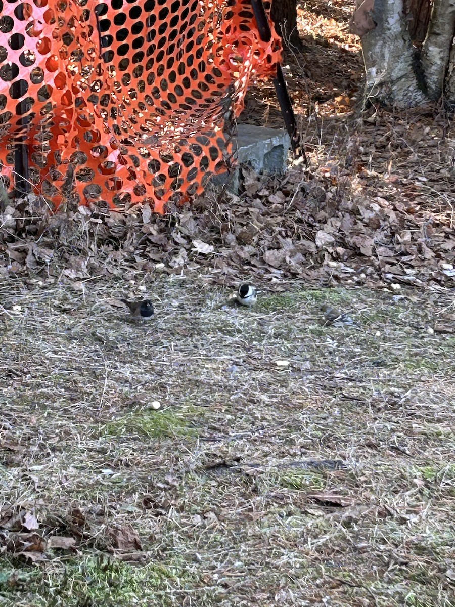 Dark-eyed Junco - ML645512574