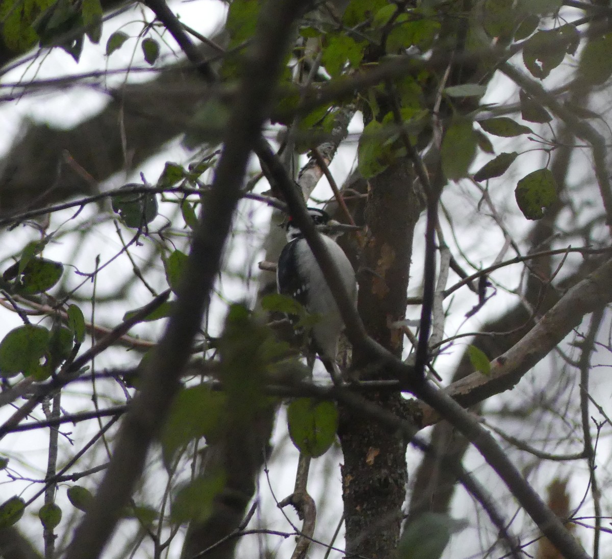 Hairy Woodpecker - ML645512578