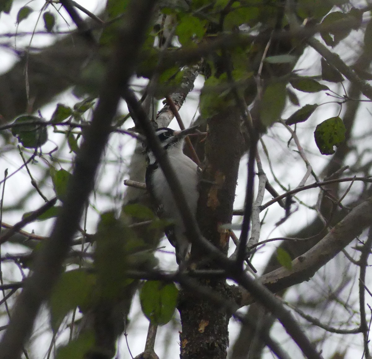Hairy Woodpecker - ML645512579