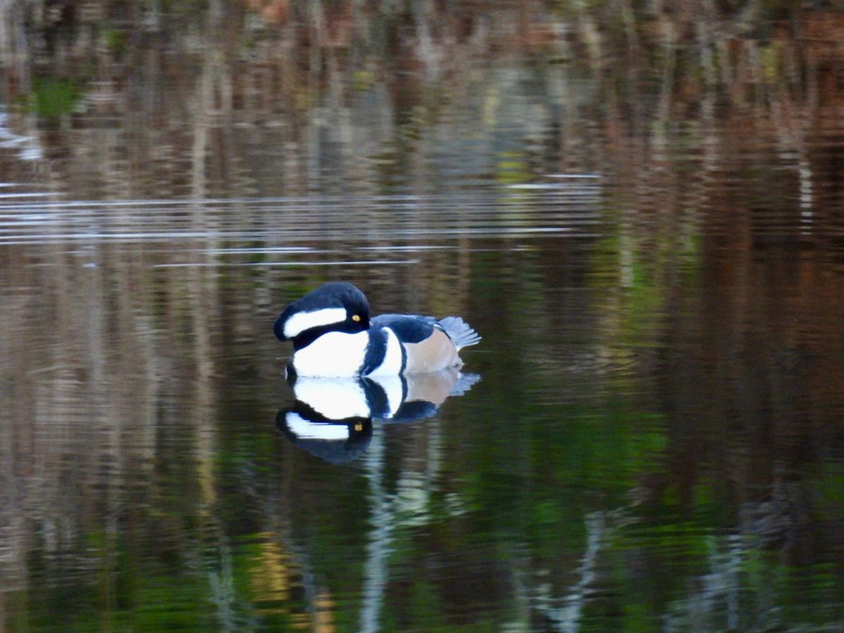 Hooded Merganser - ML645512585