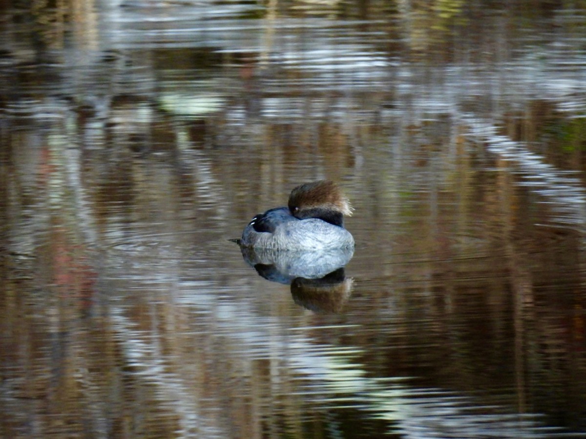 Hooded Merganser - ML645512586