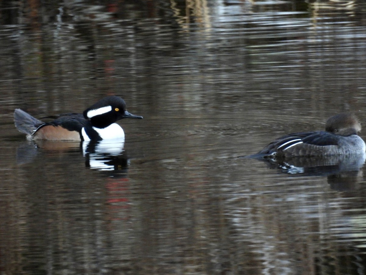 Hooded Merganser - ML645512587