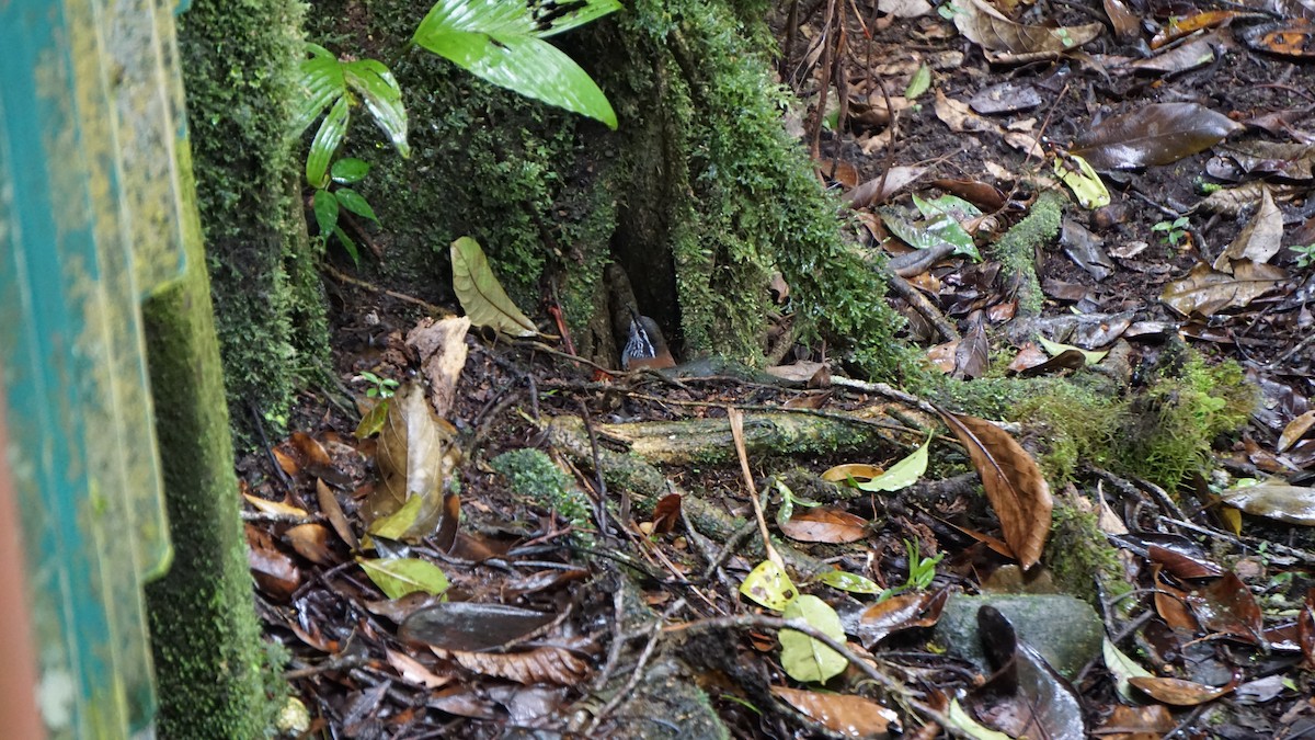 Gray-breasted Wood-Wren - ML645512588