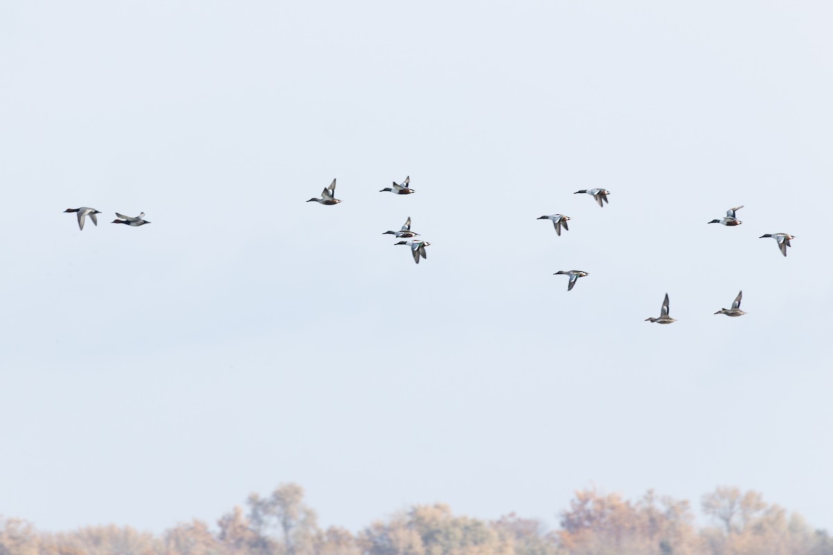 Northern Shoveler - ML645512590
