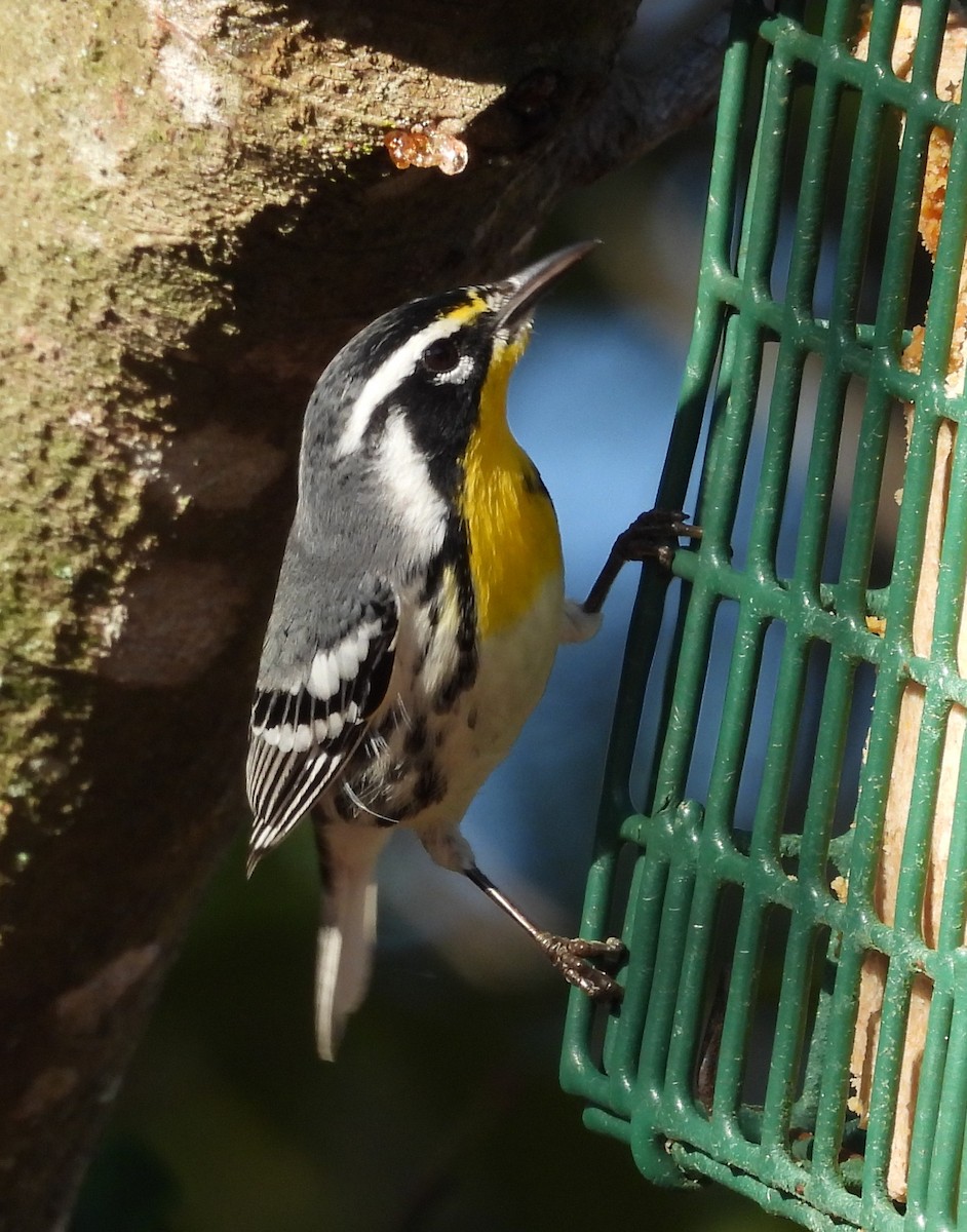 Yellow-throated Warbler - ML645512591