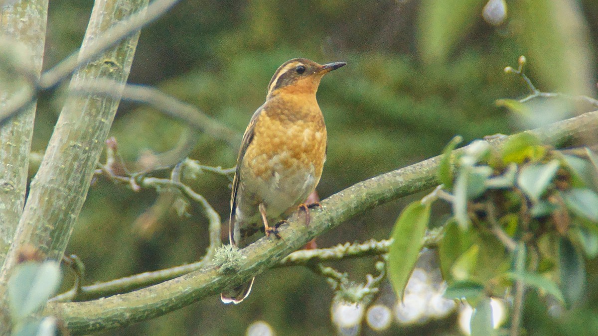 Varied Thrush - ML645512594