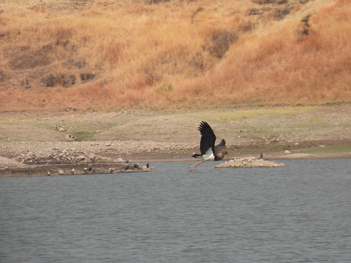 Black Stork - ML645512595