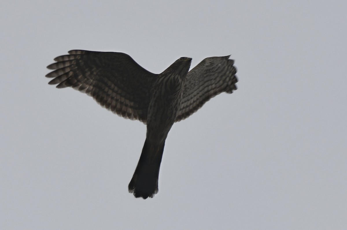 Cooper's Hawk - ML645512597