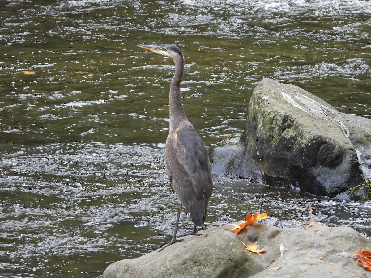 Great Blue Heron - ML645512598