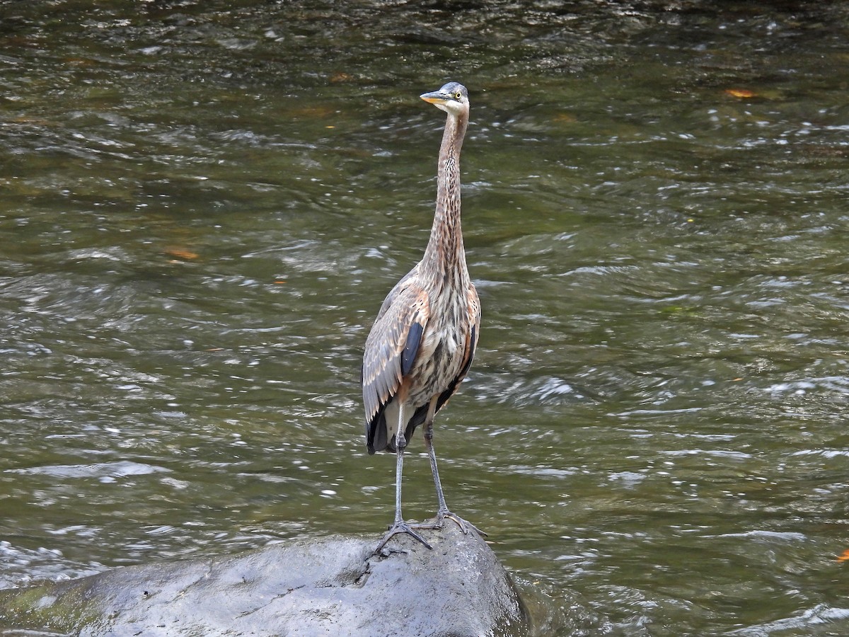 Great Blue Heron - ML645512599