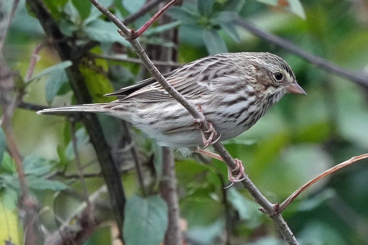 Savannah Sparrow - ML645512601