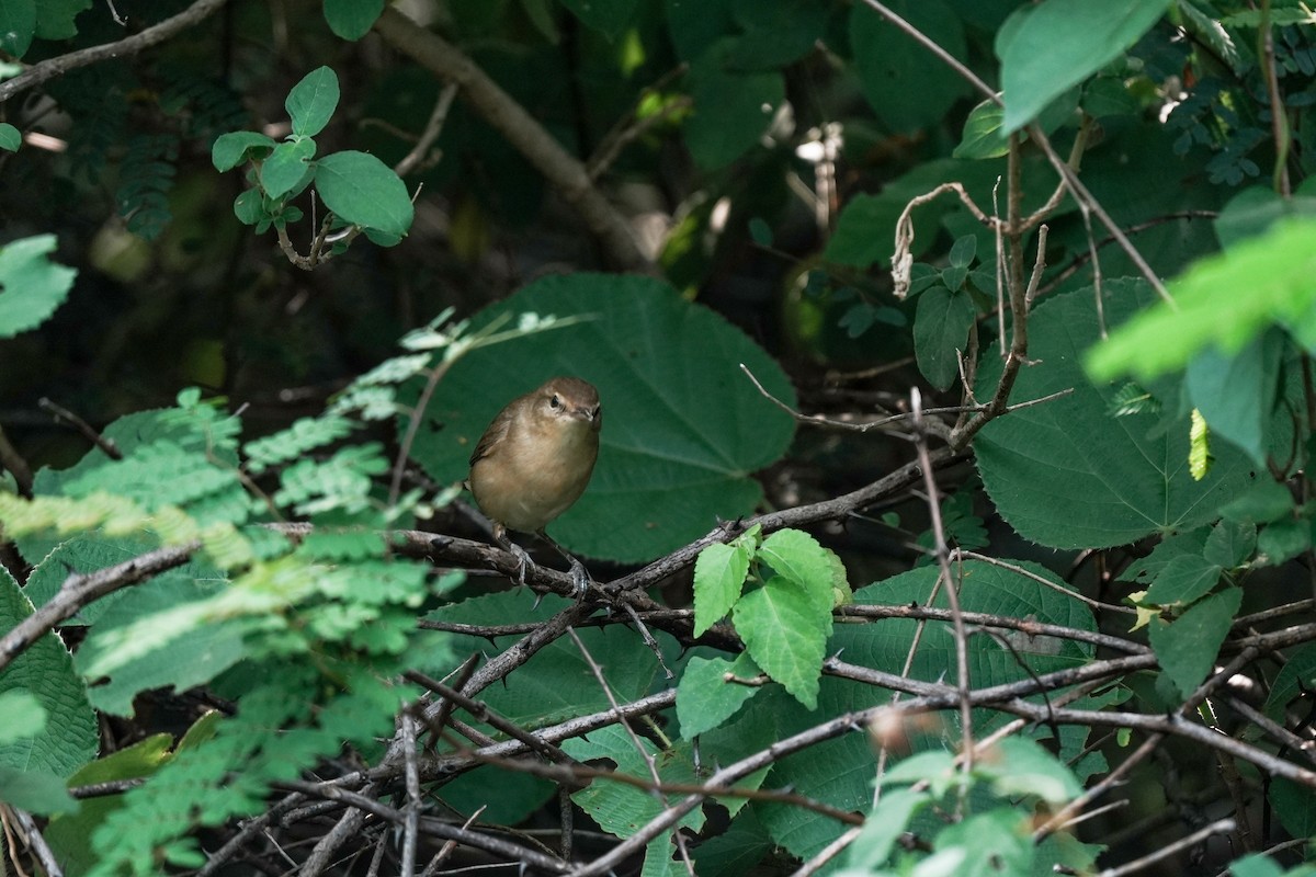 Blyth's Reed Warbler - ML645512602