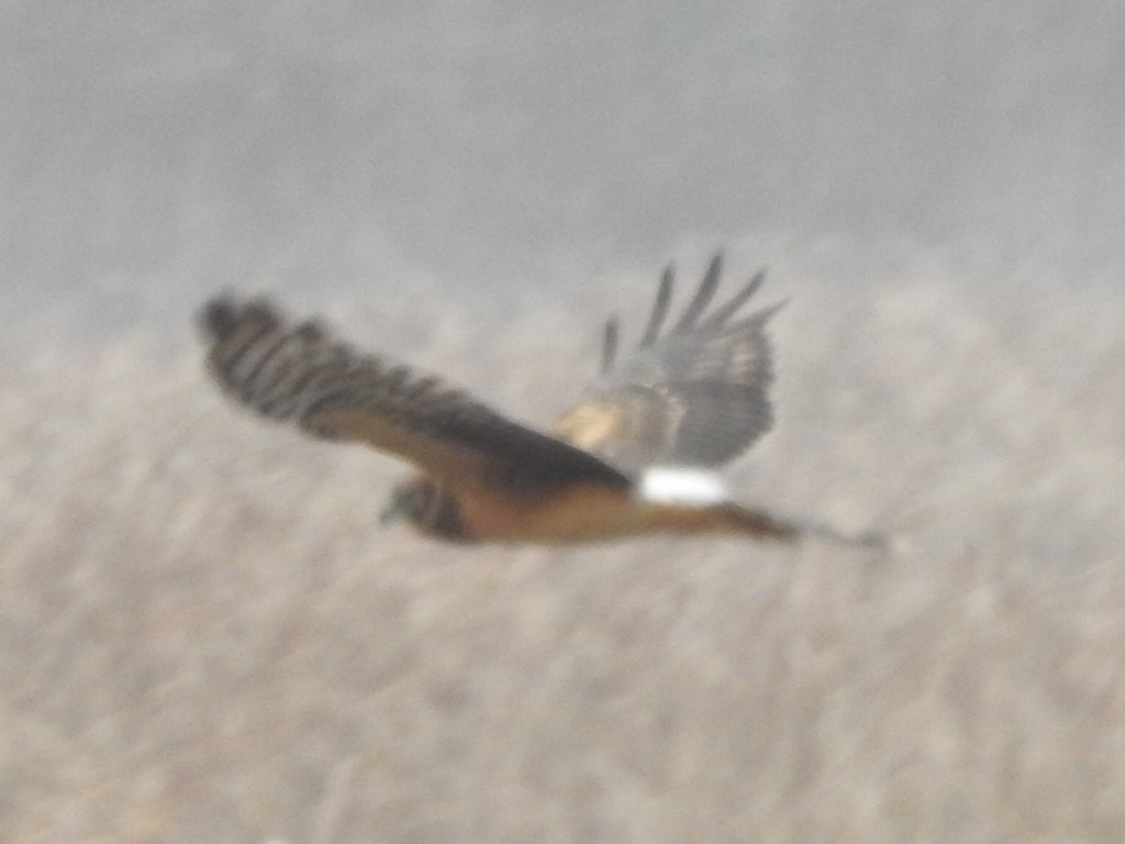 Northern Harrier - ML645512606
