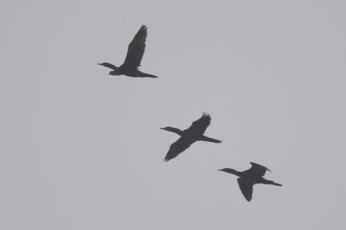 Neotropic Cormorant - ML645512607