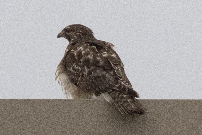 Red-shouldered Hawk - ML645512614