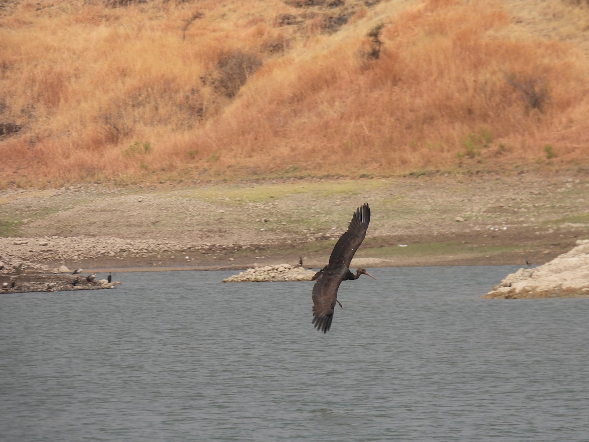 Black Stork - ML645512615