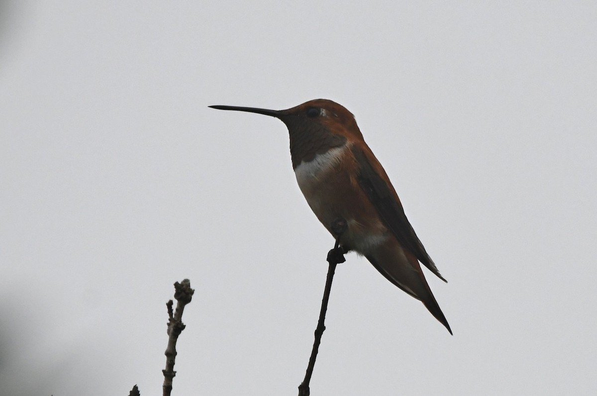 Rufous Hummingbird - ML645512616