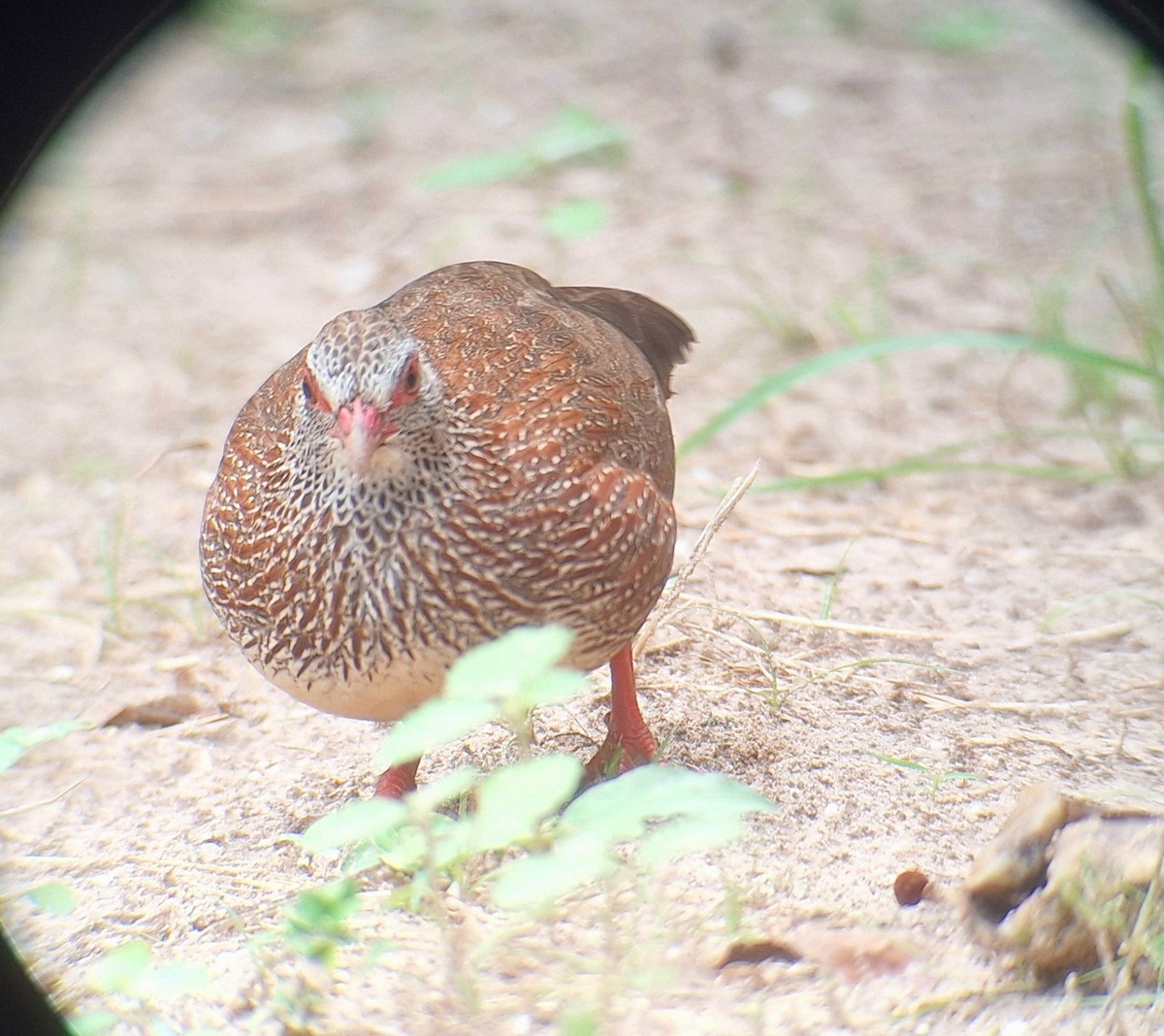 Stone Partridge - ML645512617