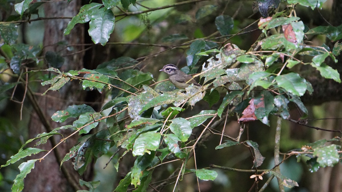 Costa Rican Warbler - ML645512619