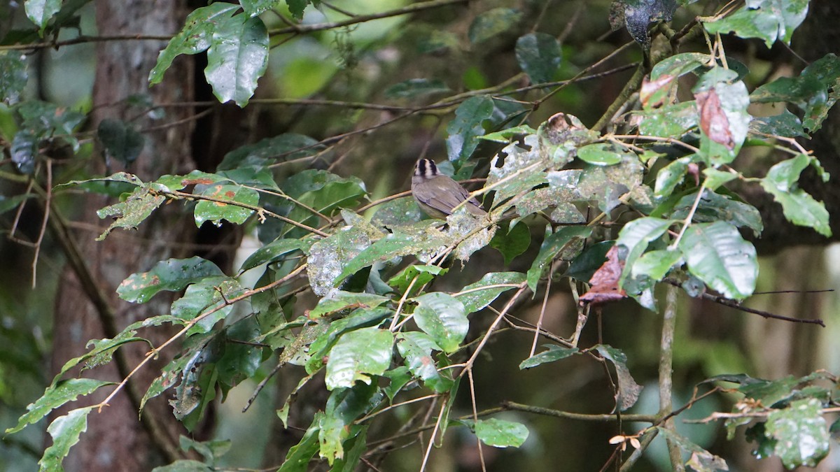 Costa Rican Warbler - ML645512620