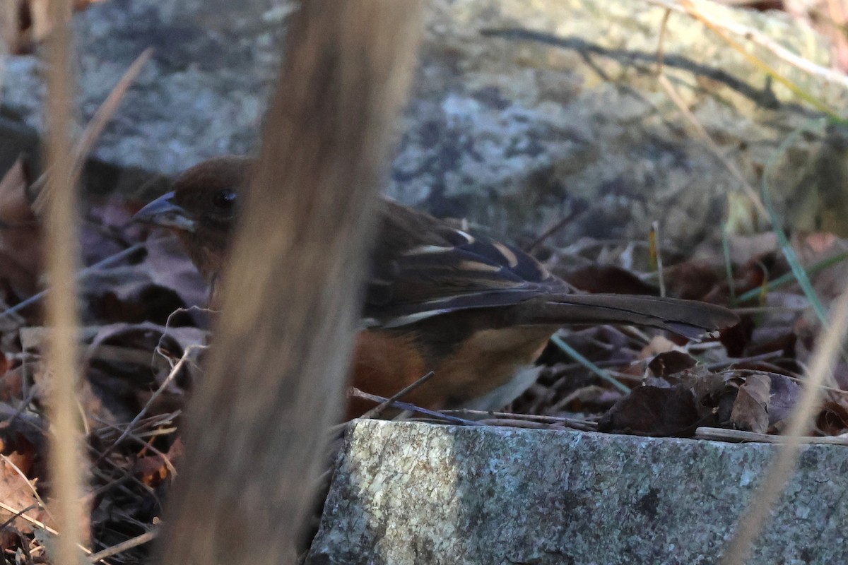 eBird Checklist - 19 Nov 2025 - Marginal Way, Ogunquit - 23 species