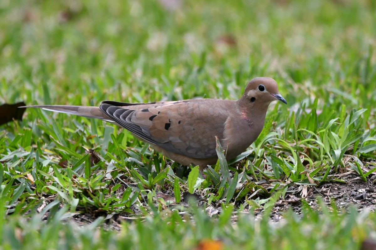 Mourning Dove - ML645512633