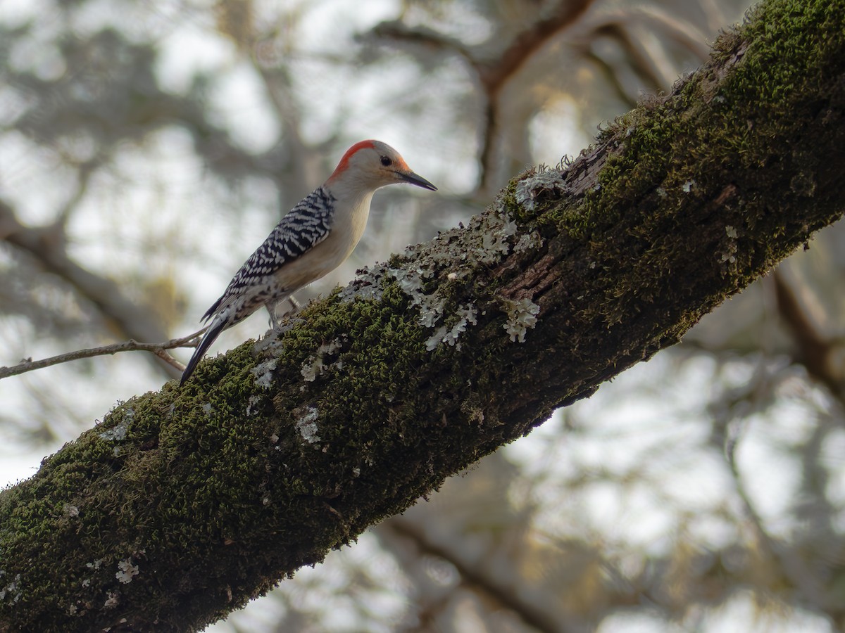 Red-bellied Woodpecker - ML645512644