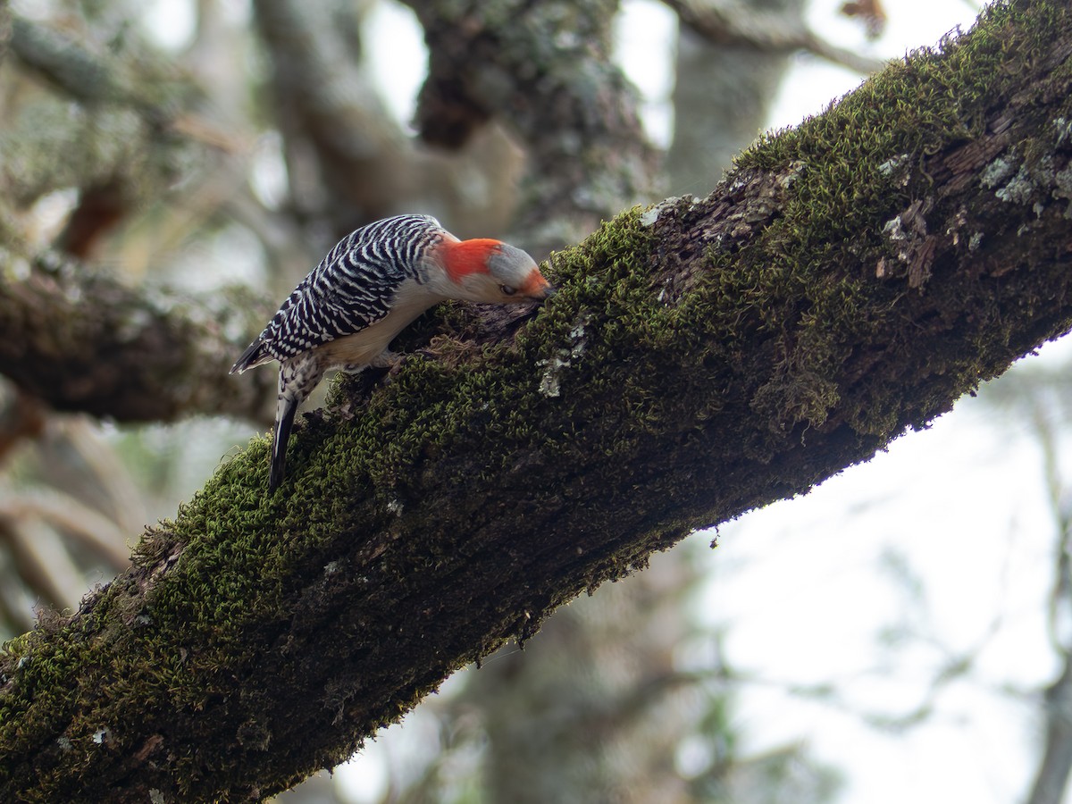Red-bellied Woodpecker - ML645512645