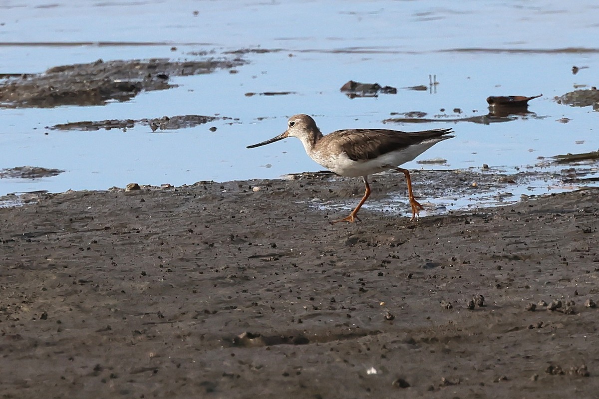 ソリハシシギ - ML645512646