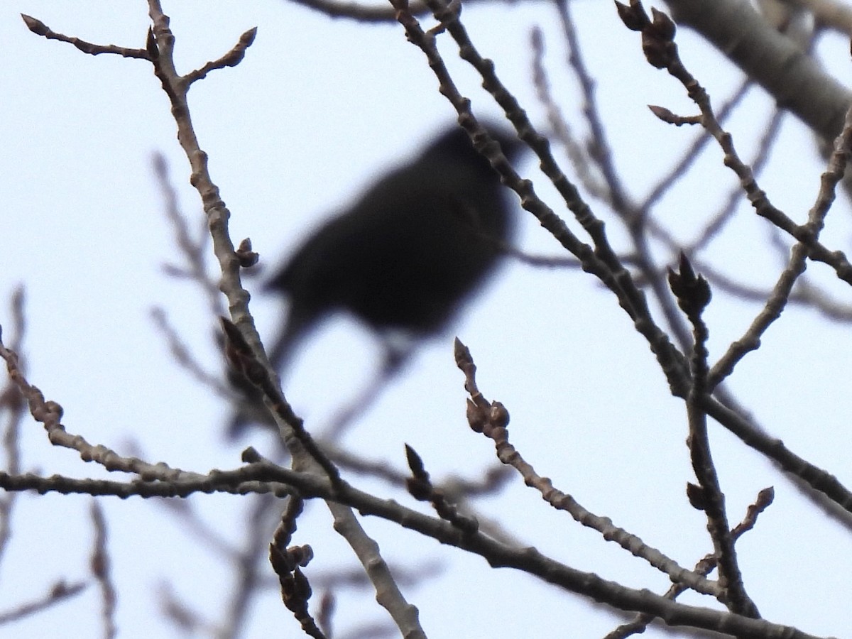 Common Grackle - ML645512655