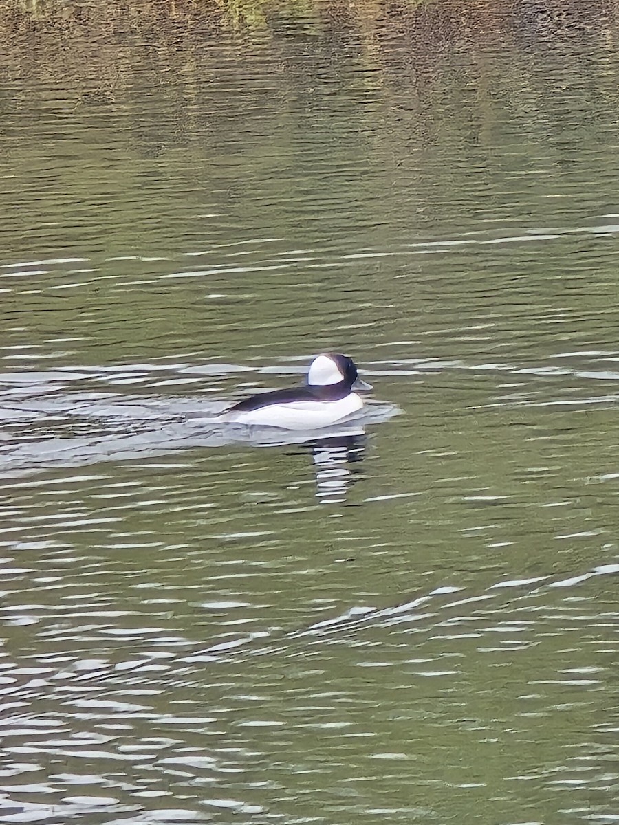 Bufflehead - ML645512670