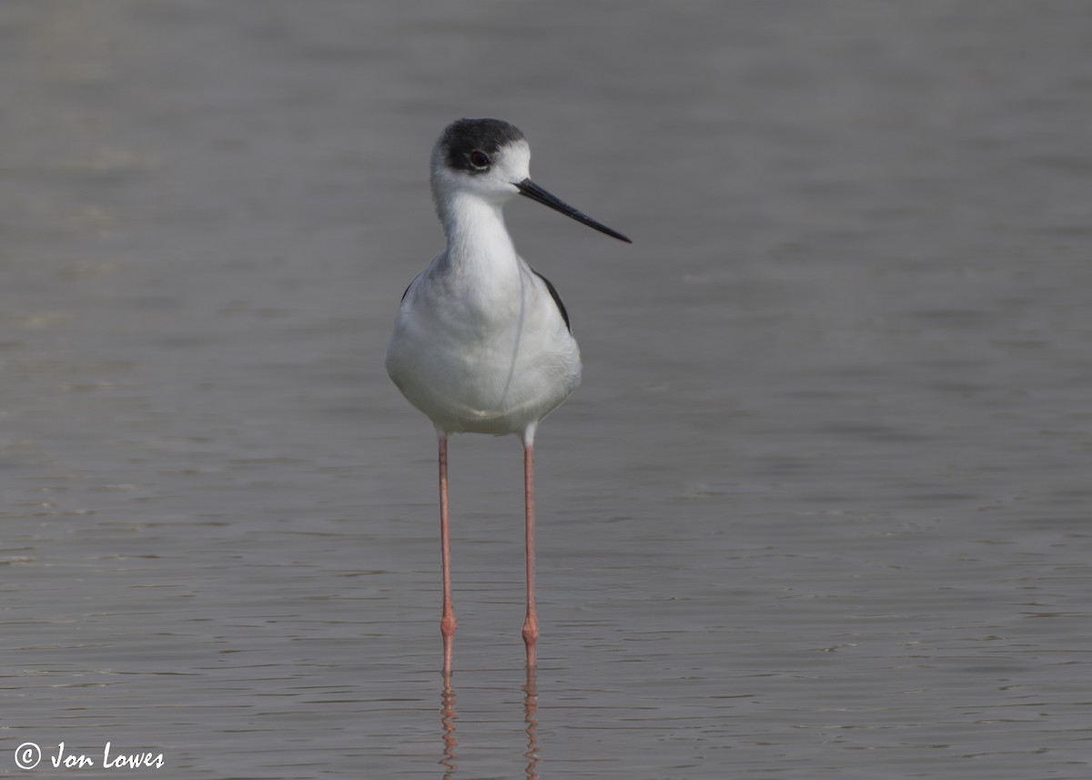 高蹺鴴 - ML645512671