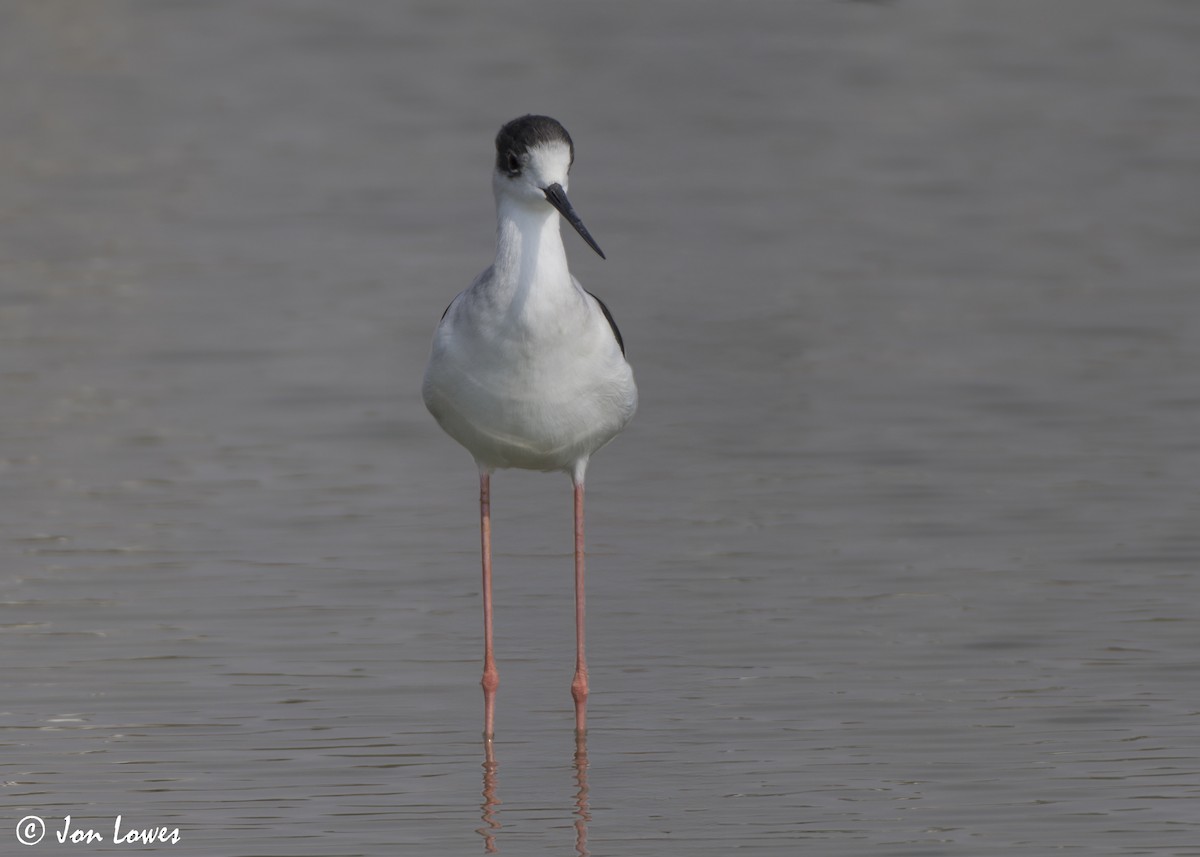 高蹺鴴 - ML645512672