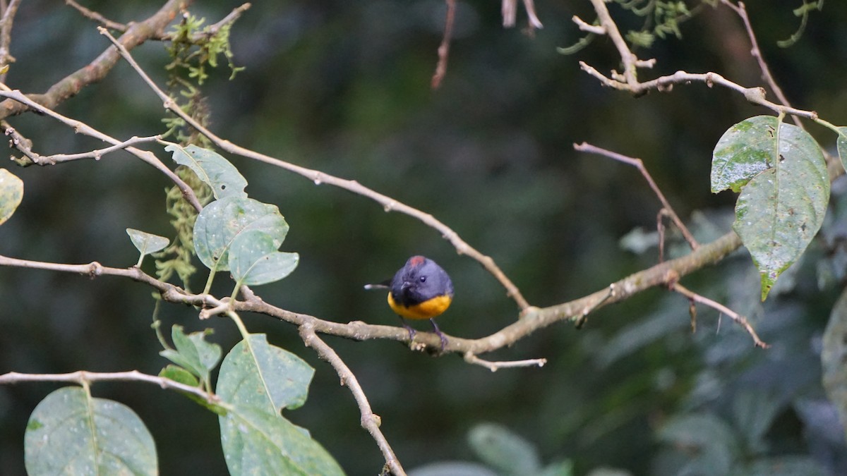 Slate-throated Redstart - ML645512675