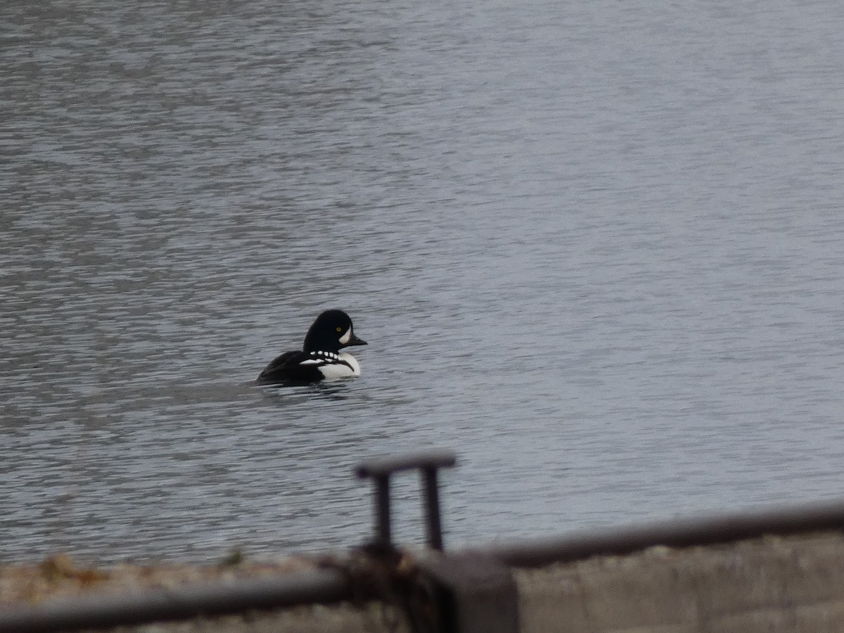 Porrón Islándico - ML645512702