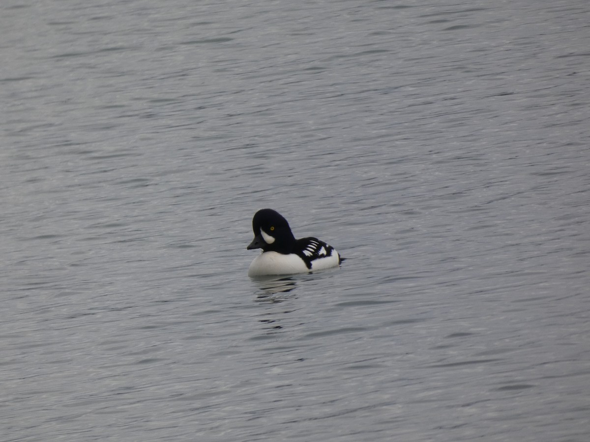 Porrón Islándico - ML645512705