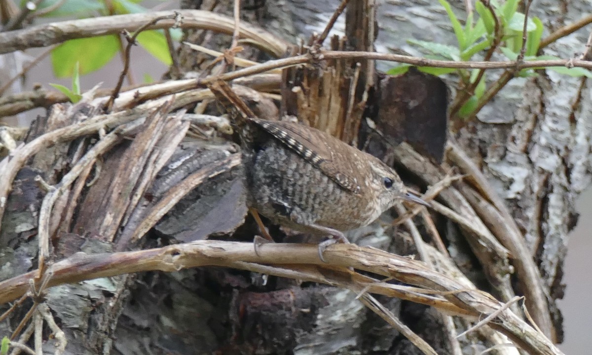 フユミソサザイ - ML645512706