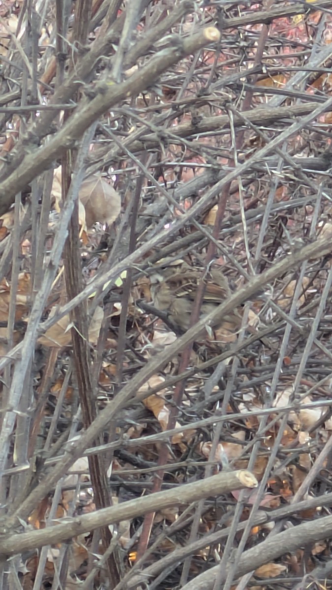 White-throated Sparrow - ML645512717