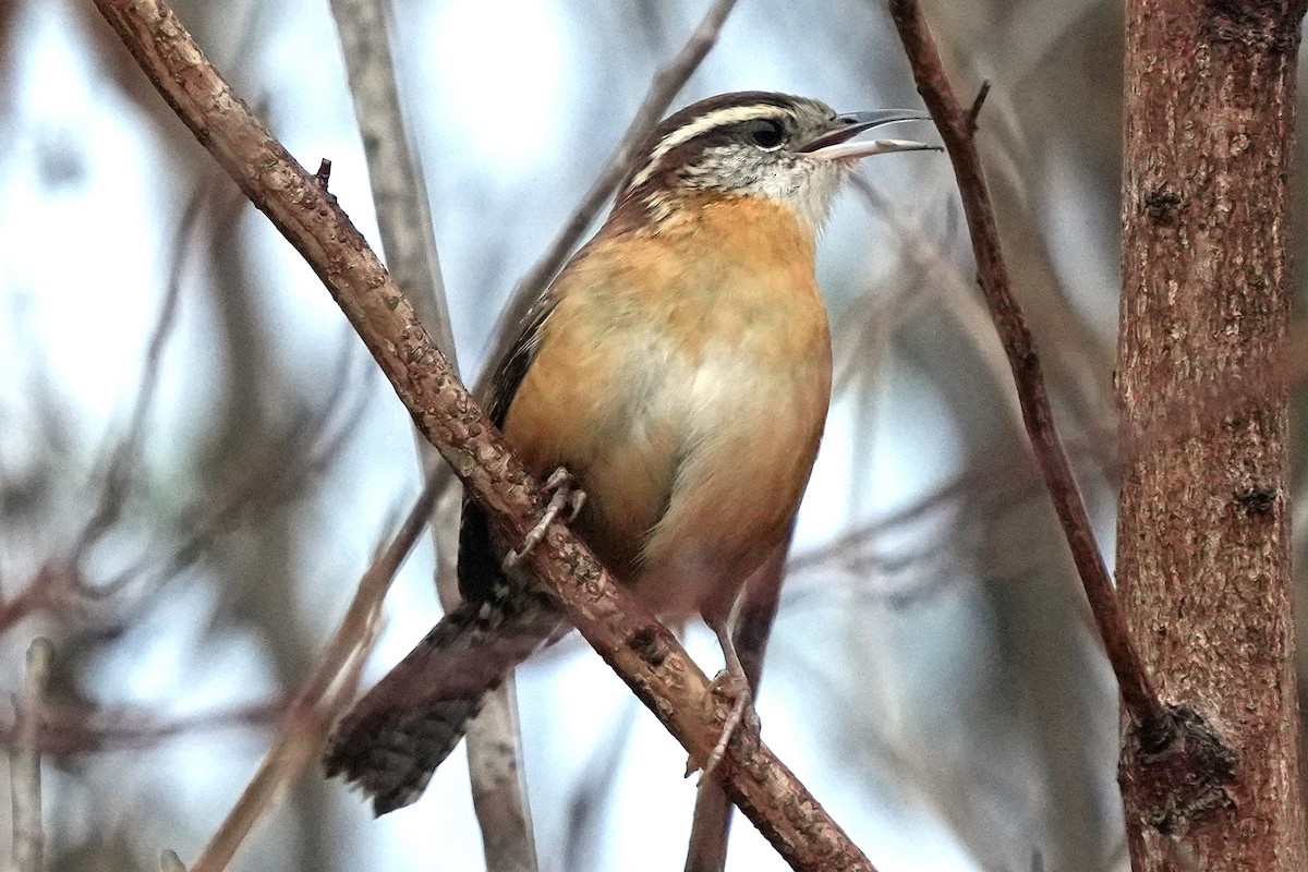 Carolina Wren - ML645512719