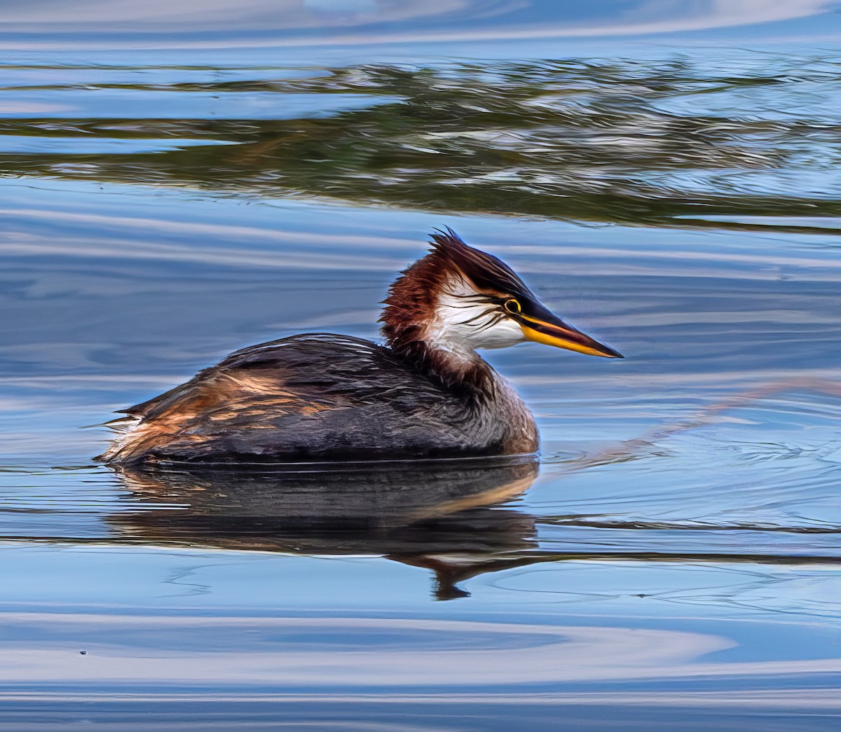 potápka krátkokřídlá - ML645512729