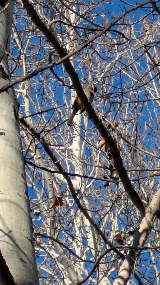 White-throated Sparrow - ML645512731