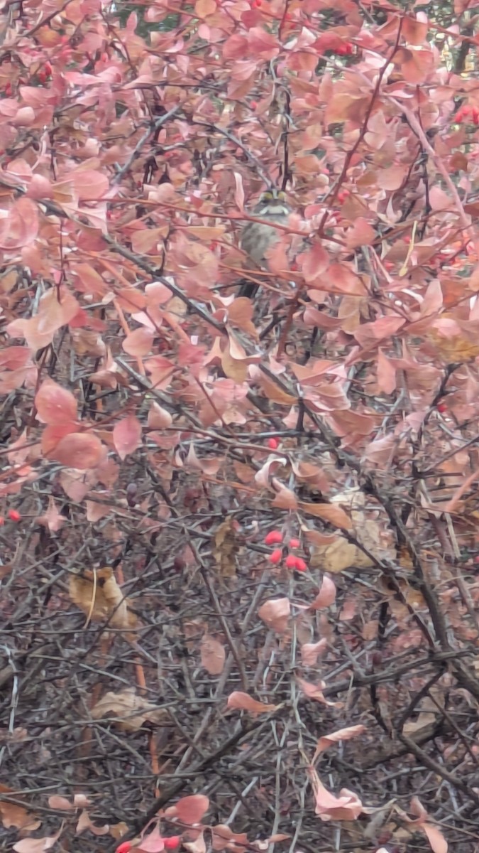 White-throated Sparrow - ML645512732