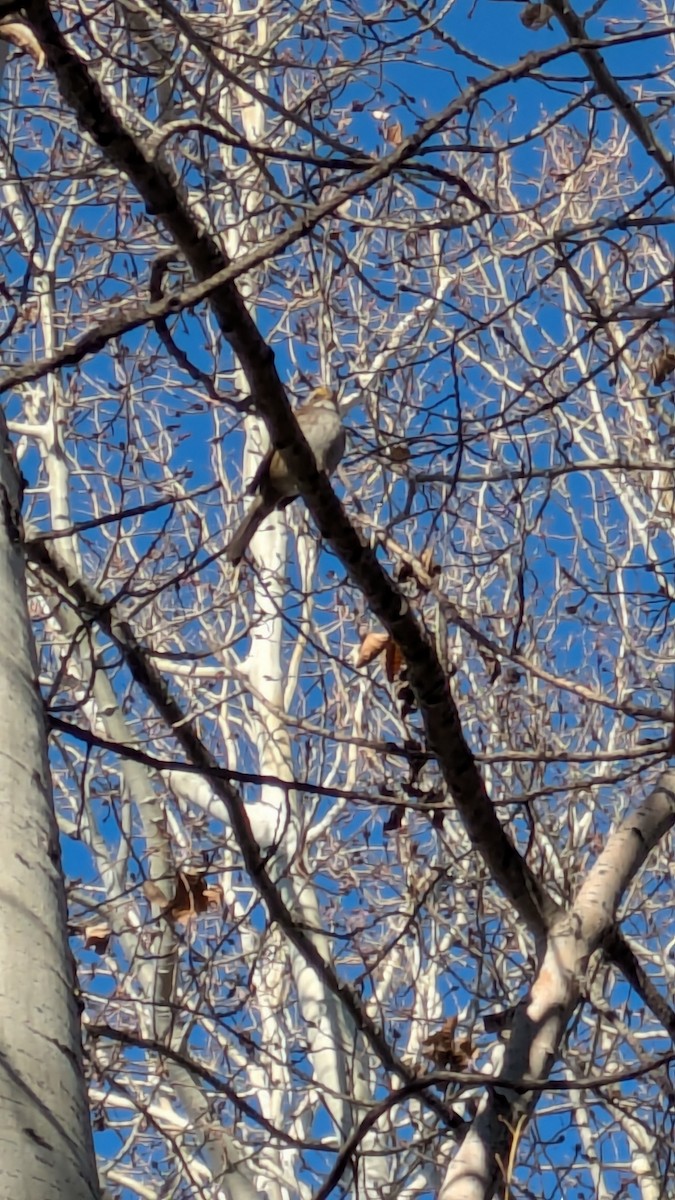 White-throated Sparrow - ML645512733