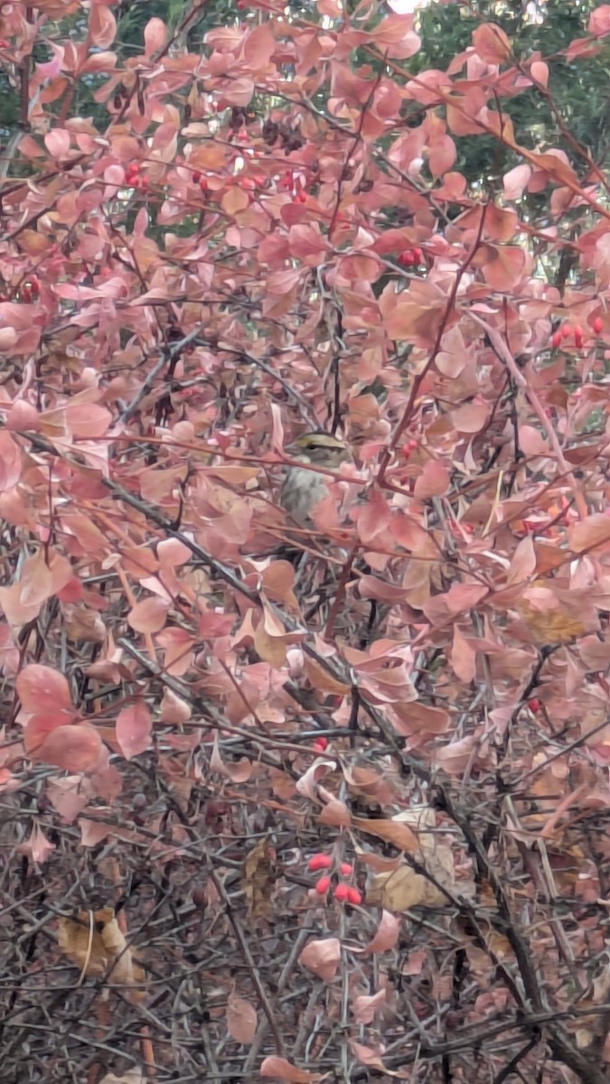 White-throated Sparrow - ML645512734