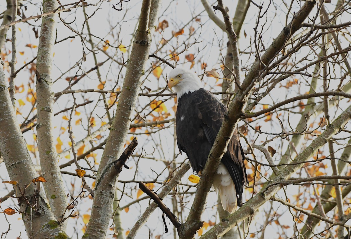 Bald Eagle - ML645512735