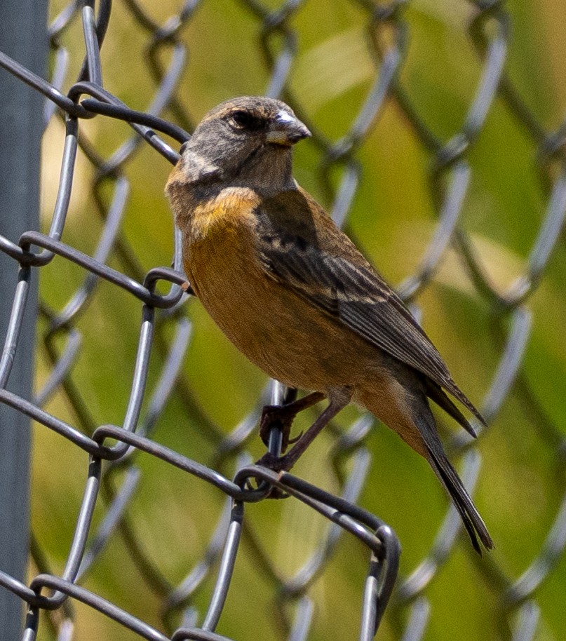 Peruvian Sierra Finch - ML645512737