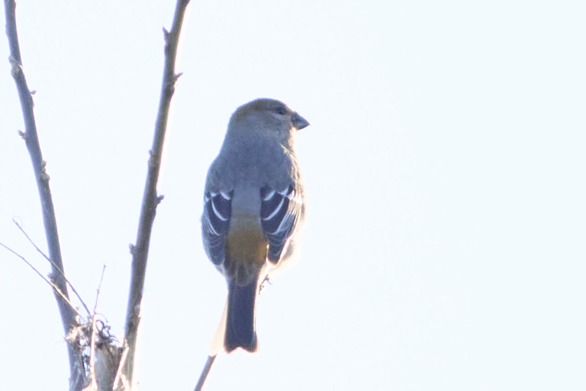 ギンザンマシコ - ML645512741