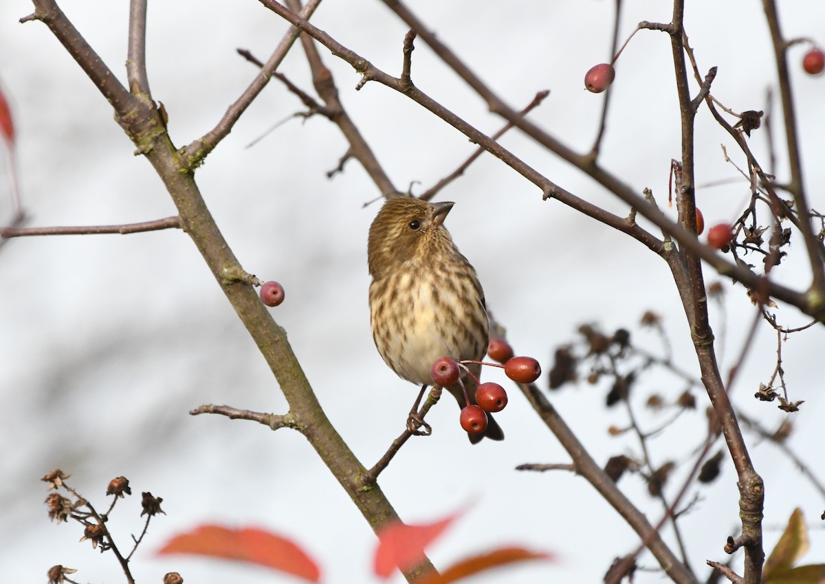 Camachuelo Purpúreo - ML645512744